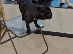 -共舞时光猫咖·狗咖(新街口店)