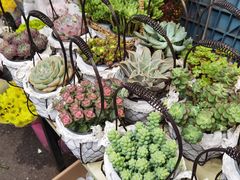 -循礼门鲜花花市(武汉循礼门店)