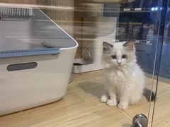 -PETKIT 小佩宠物·低压洗护·美容·寄养(安远店)