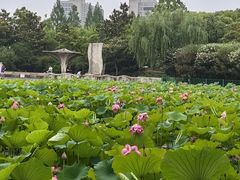 -黄兴公园