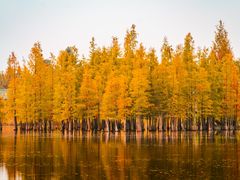 -白鹭湾湿地公园