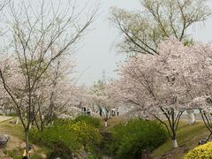 -羊山湖公园
