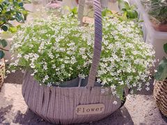 -循礼门鲜花花市(武汉循礼门店)