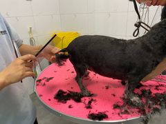 -瑞鹏宠物医院·爱宠堂·骨外专科(西荷分院)