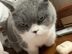 -瑞派雷欧宠物医院·24h夜诊·心脏骨科牙科·全科重症转诊中心(无影山店)