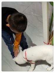 -Moni星球萌宠·小马宝莉·灵蛇·高端高阶全萌宠互动体验俱乐部(红豆国际广场店)