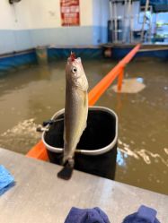 -巡鱼道·室内垂钓·渔具店