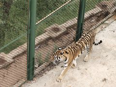 -青藏高原野生动物园