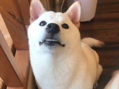 -豆柴町-柴犬主题狗咖(红鼎国际C座店)