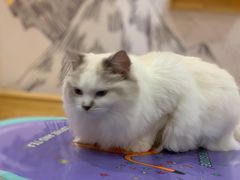 -滚猫咖啡·猫咖·猫友好撸猫(未来城店)