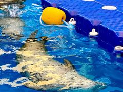 -海合安成都极地海洋公园