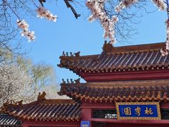 -桃花堤公园