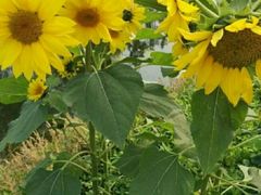 -前小桔亲子创意农场·草莓采摘·露营烧烤