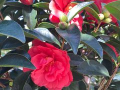 -深圳国际园林花卉博览园