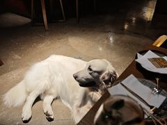 -咖法森林·咖啡  酒吧(天河店)