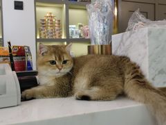 -猫大福·Fortune Cat猫舍(百子湾店)