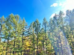 -塞罕坝国家级自然保护区