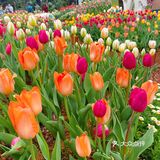 仙湖花展｜春日赏花｜满眼都是春天，美醉了