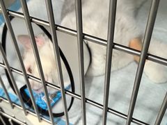 -艾吉宠物医院·疑难杂症转诊中心·猫友好(碧江路院)
