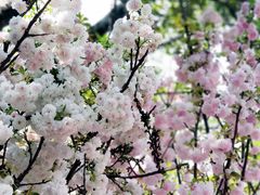 -观澜湖生态运动公社