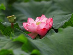-陈家山荷花公园