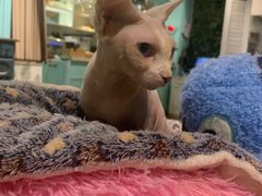 -猫小院猫主题餐厅(三里屯店)