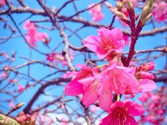 -天适樱花悠乐园