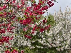 -石家庄市植物园