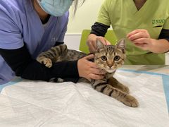 -艾吉宠物医院·疑难杂症转诊中心·猫友好(碧江路院)