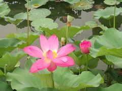 -大兴滨河森林公园