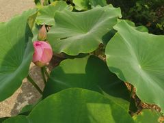 -荷塘月色湿地公园·向阳花洲