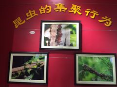 -上海昆虫博物馆