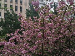 -武汉大学-樱园
