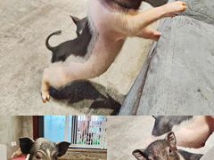 -浣熊柯尔鸭土拨鼠·电玩咖