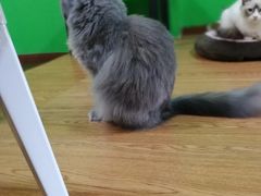 -李小姐の猫咖啡馆(五角场店)
