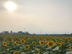 -桤木河湿地公园