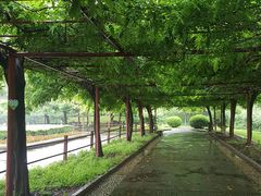 -嘉定紫藤园