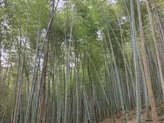 -上海佘山国家森林公园天马山园