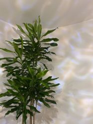 -薇薇安花系SPA