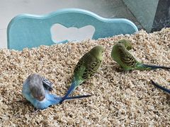 -怪兽屋·羊驼·猫咖·狗咖(俊华广场店)