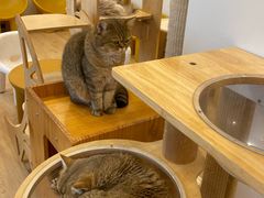 -有喵·猫咖·狗咖·30几只猫10只小狗(岗厦店)