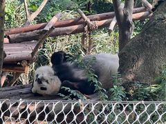 -成都大熊猫繁育研究基地