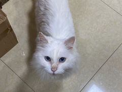 -申普宠物医院·心脏介入·心血管微创(总院)