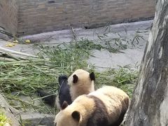 -都江堰中华大熊猫苑