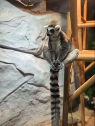 -Zoolung Zoolung动物主题公园(海信广场店)