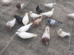-松山湖梦幻百花洲