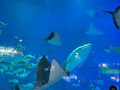 -烟台海昌鲸鲨海洋公园