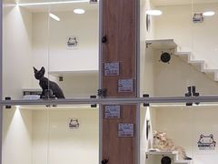 -十年猫舍·猫咪专门店(普陀店)