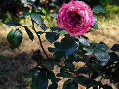 -人民公园(罗湖区)