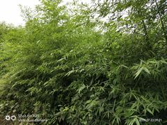 -金堂县云顶石城风景区